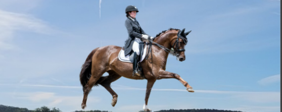 Grand régional de dressage Amat/Pro/Elevage Grand régional de dressage Amat/Pro/Elevage