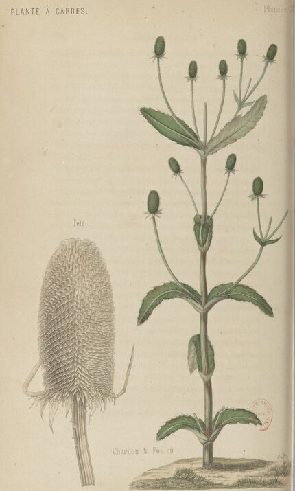 Atelier de lutherie verte : fabrique une crécelle ! Atelier de lutherie verte : fabrique une crécelle !