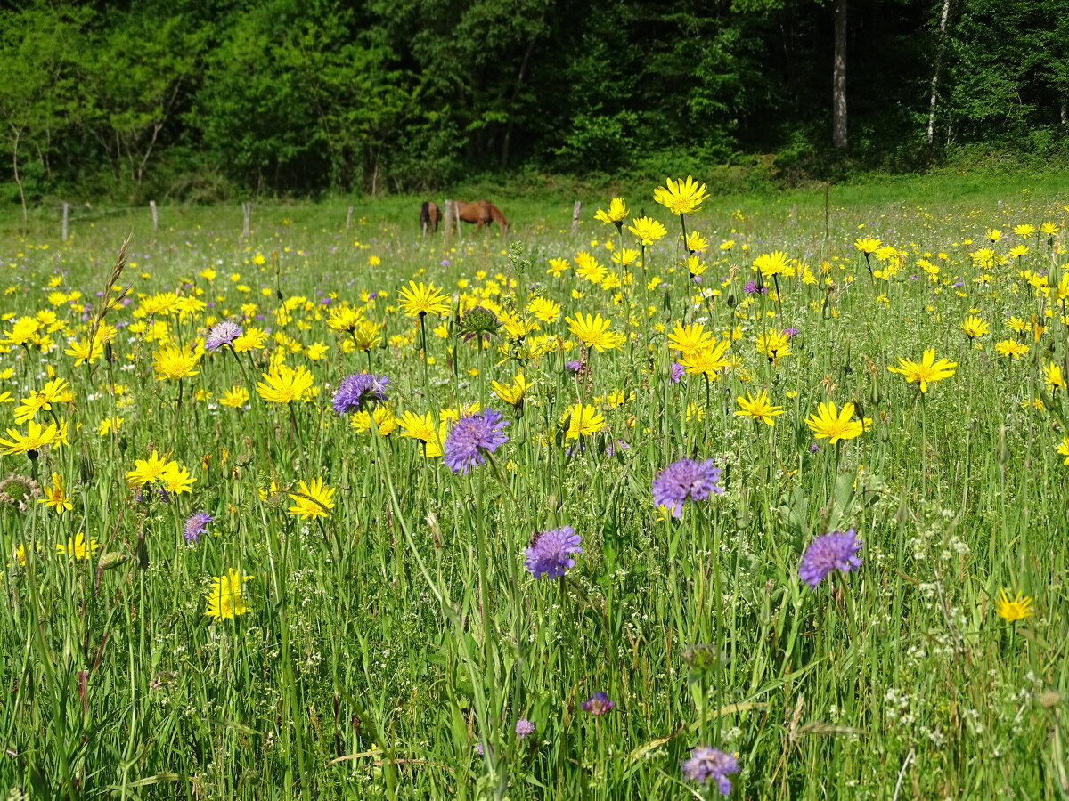 IMMERSION DANS LA VIE DES ABEILLES
