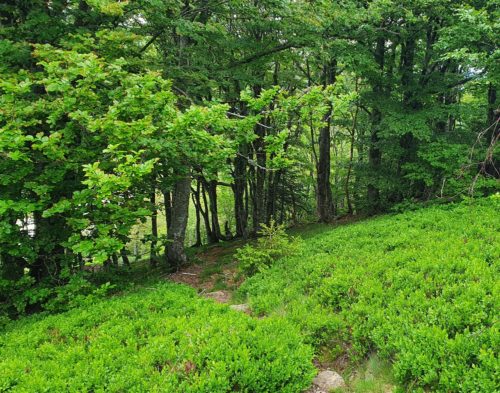 Forêts remarquables du Ballon d’Alsace