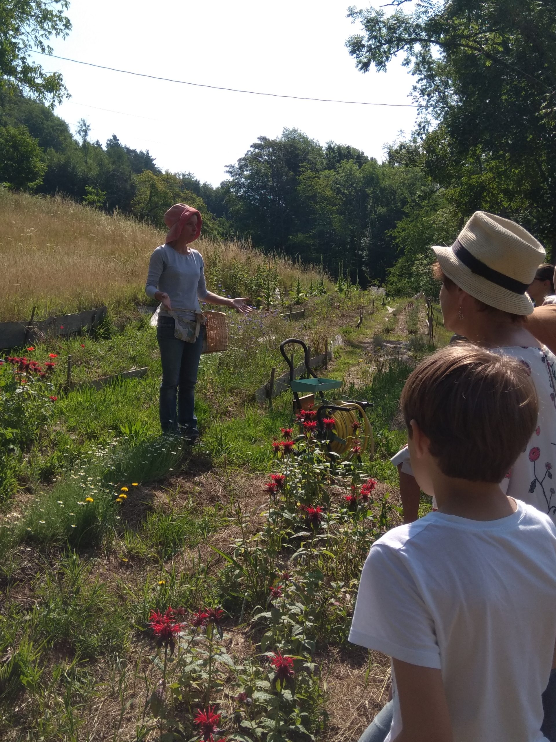 Atelier Utiliser les plantes sauvages de son environnement proche