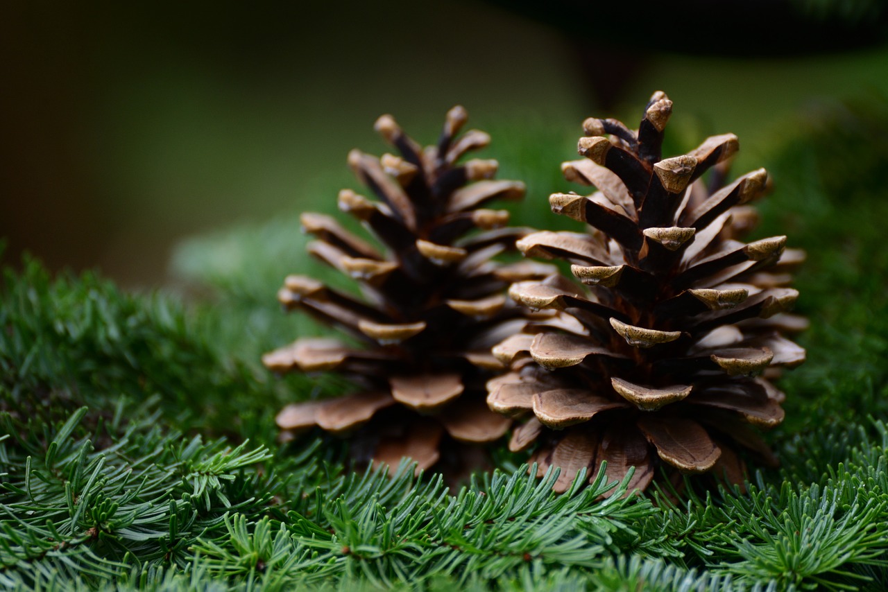 En attendant Noël…