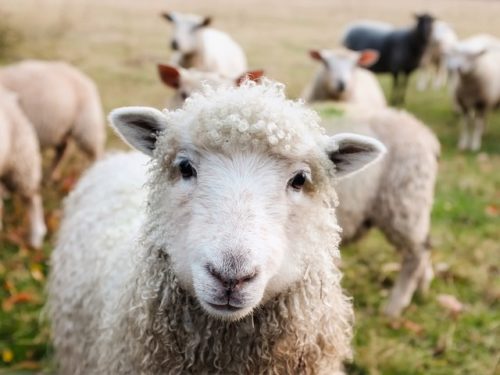 Pattes, plumes et boules de poils. Complicités animales.