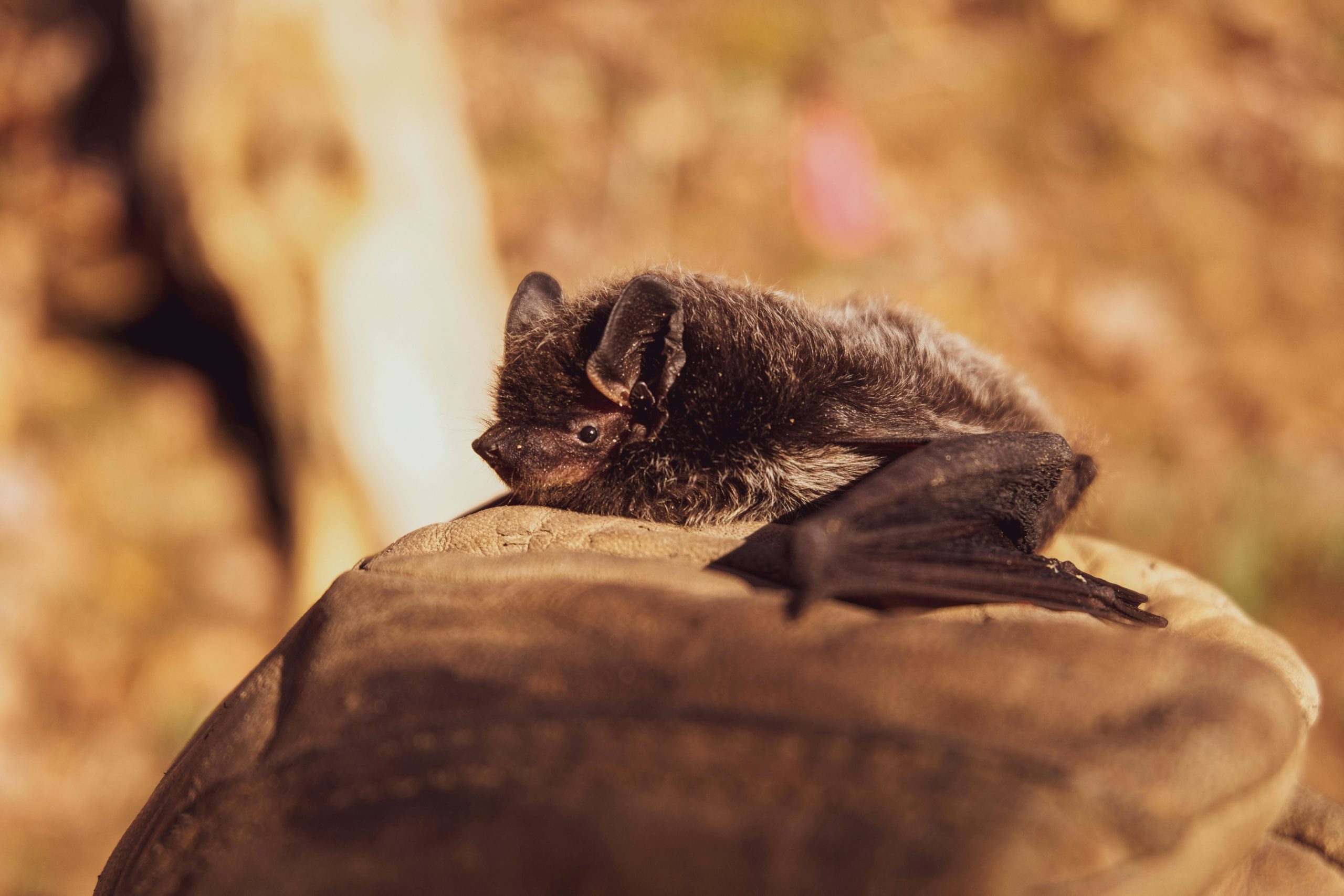 La chauve-souris en Déodatie