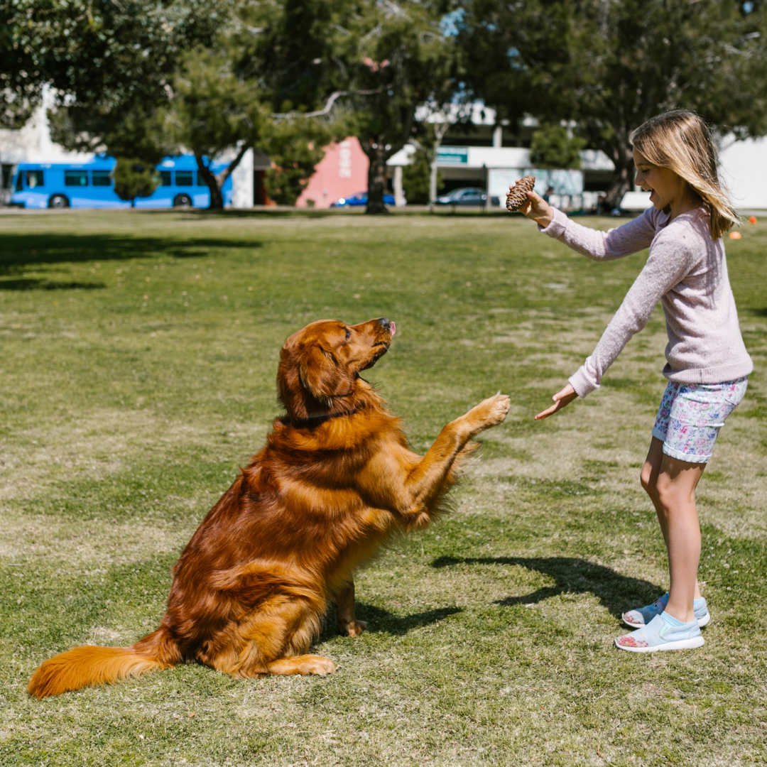 Sensibilisation à la sécurité canine : programme de prévention des morsures pour les enfants