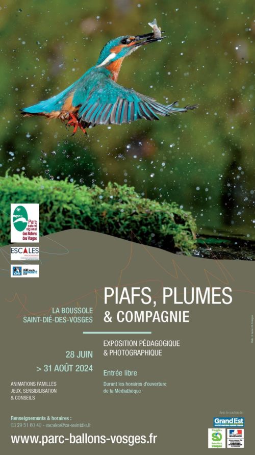 Piafs, plumes et compagnie