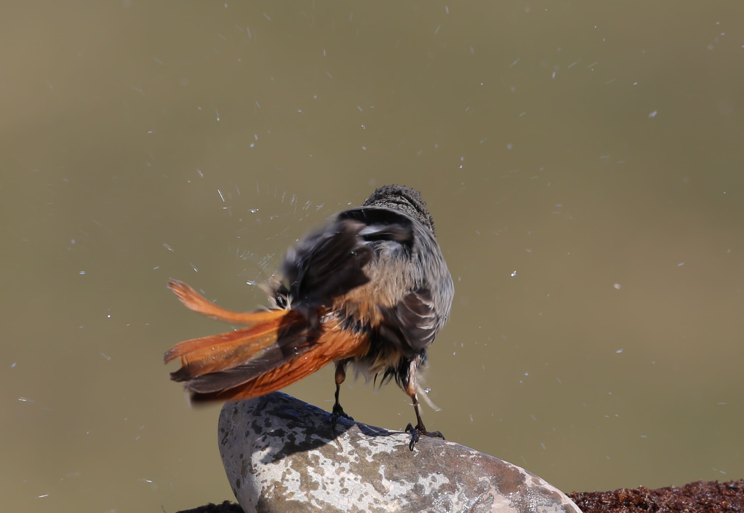 Quel est cet oiseau ?
