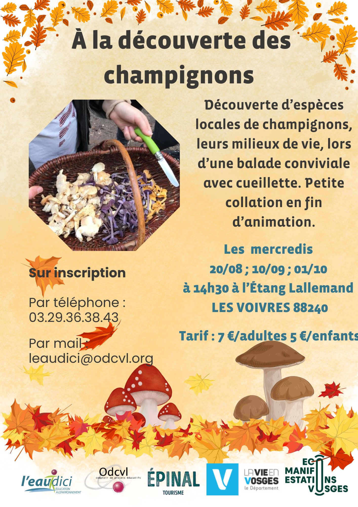 À la découverte des champignons