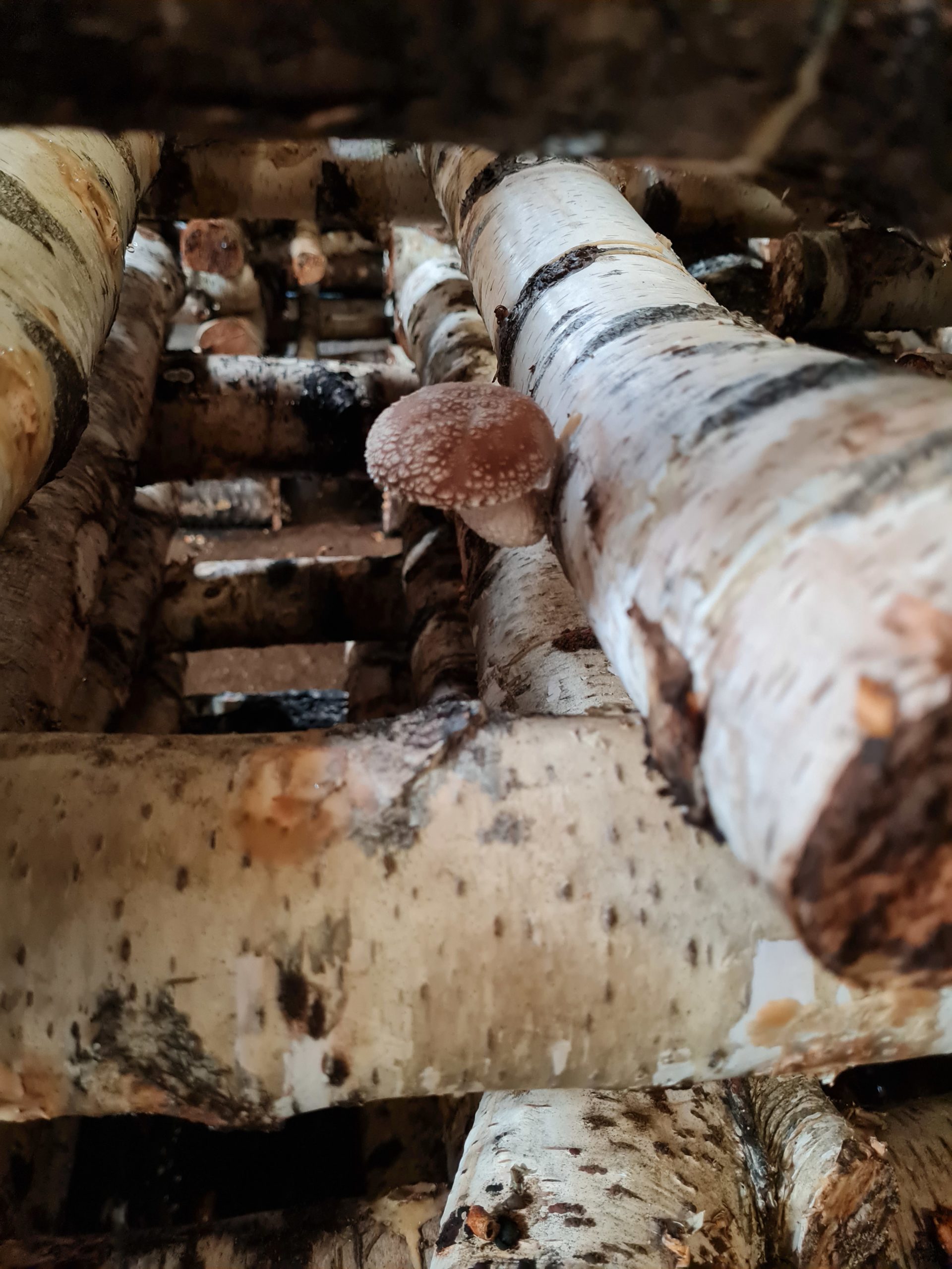 Visite d’une culture de Shiitake - 3