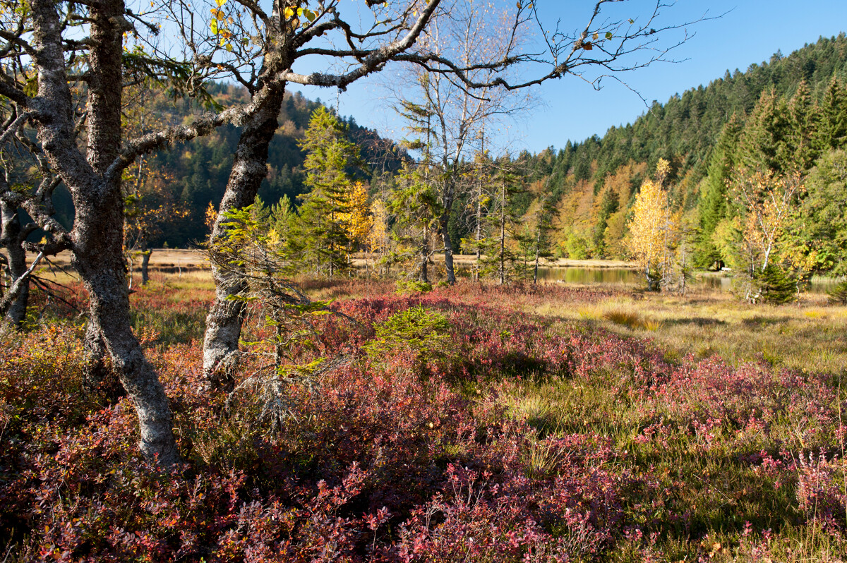 Paysages forestiers des Hautes-Vosges. Hier, aujourd&rsquo;hui et demain?