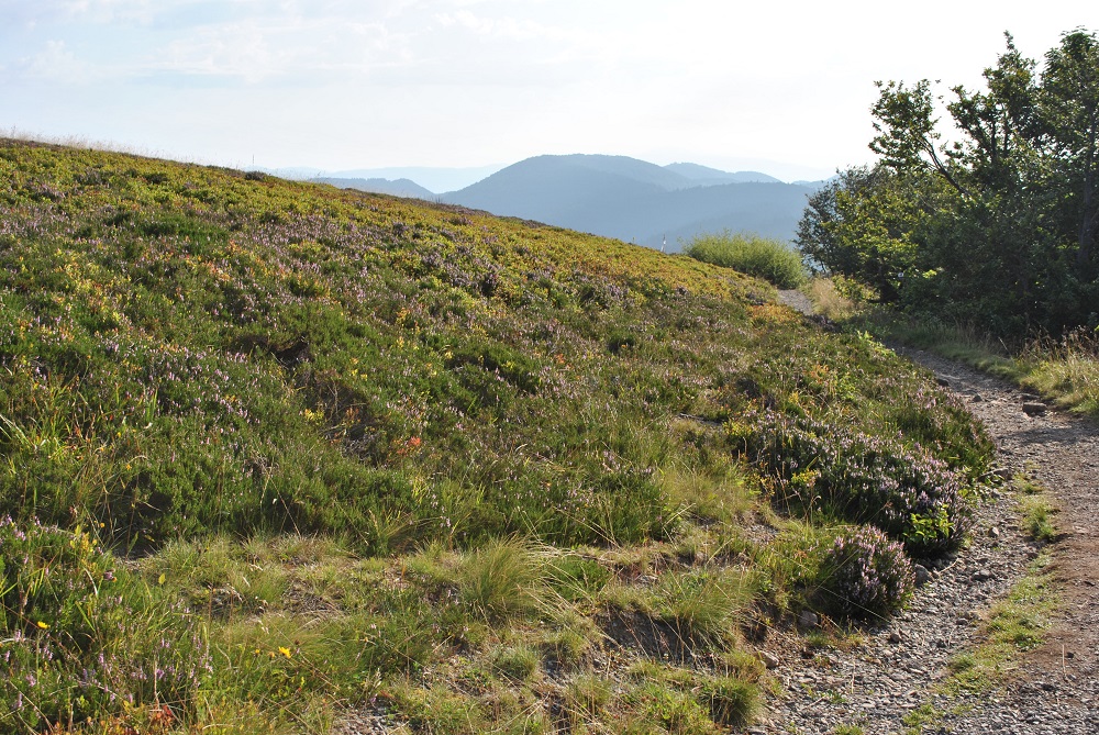 Jeu de piste au sommet du Ballon d’Alsace Jeu de piste au sommet du Ballon d’Alsace