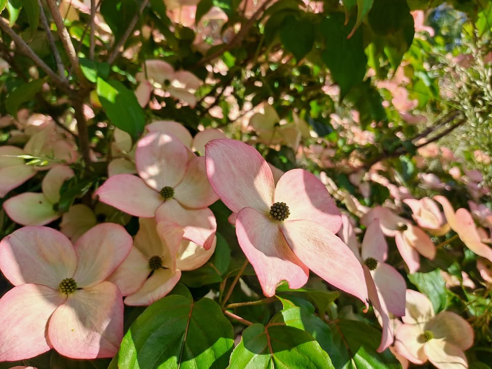 Le plantes comestibles de mon jardin-forêt