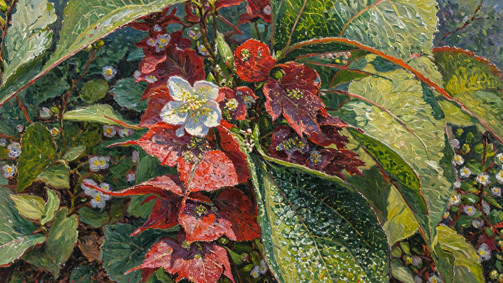 Les plantes stars de mon jardin-forêt