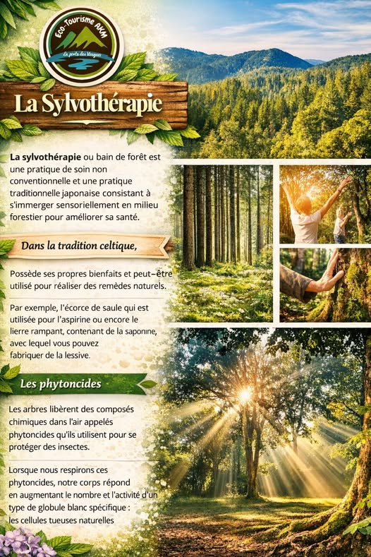 Découverte de la sylvothérapie