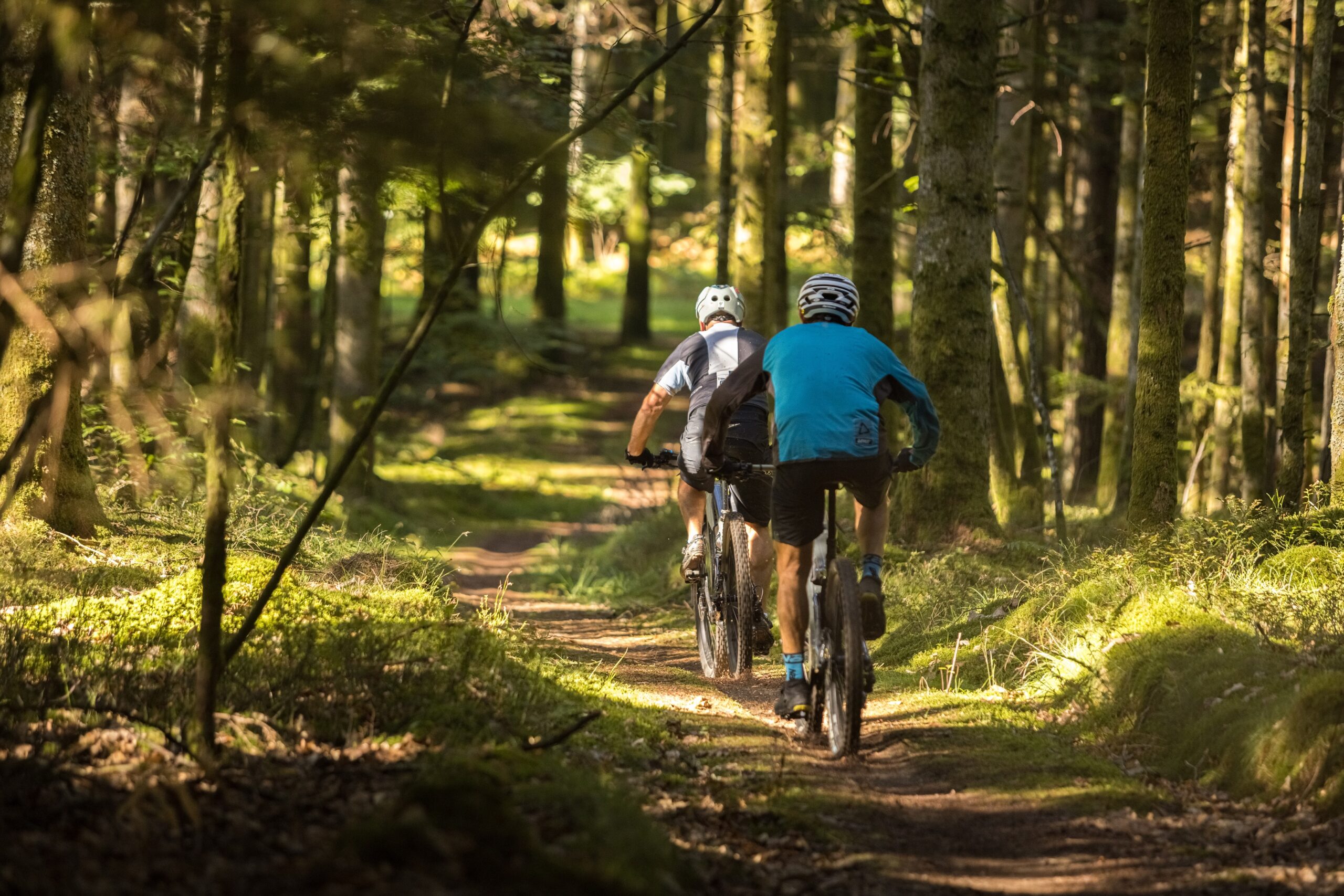 VTT dans la forêt, dans les Vosges