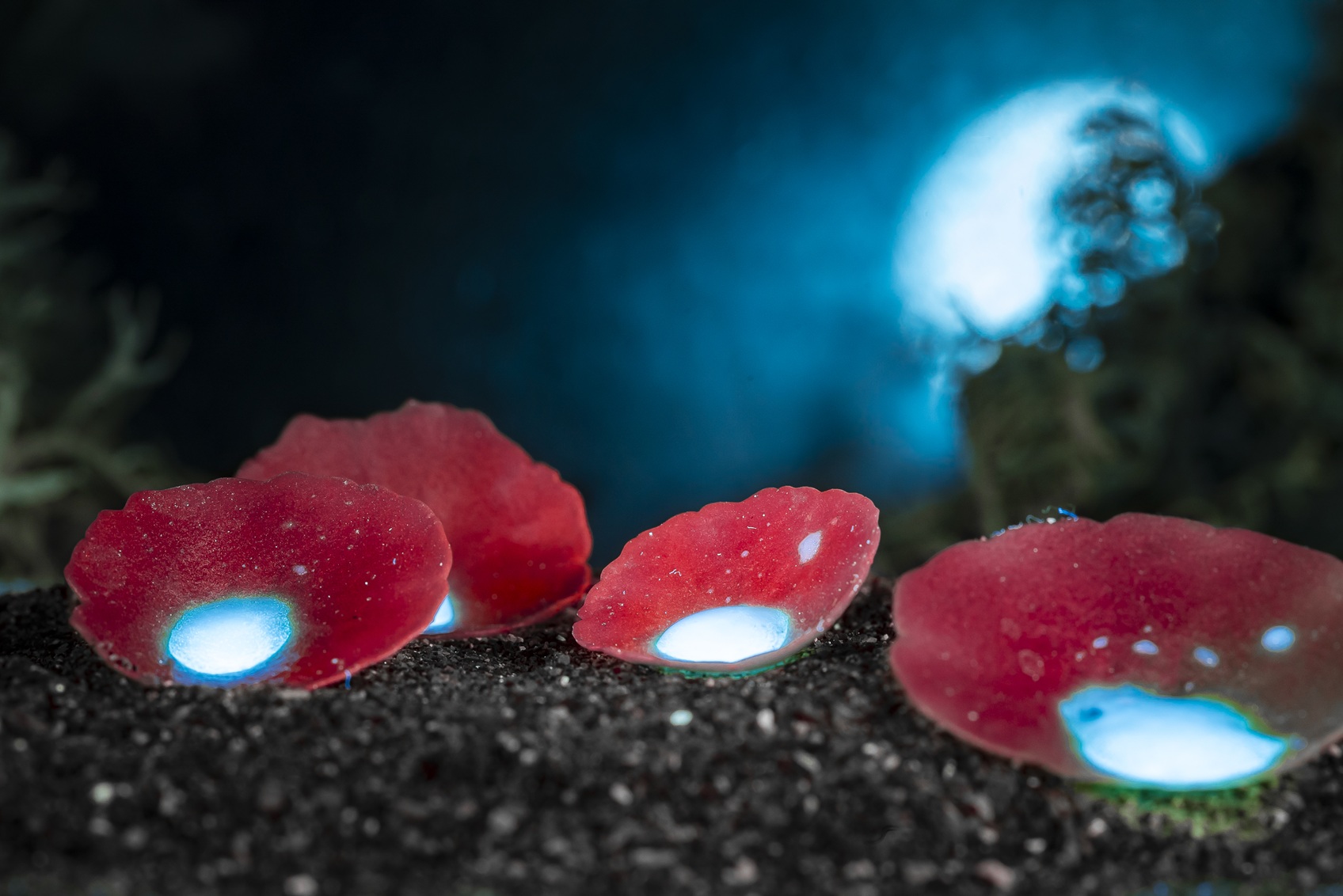Balade Fluorescence