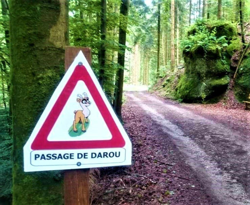 Chasse au Darou