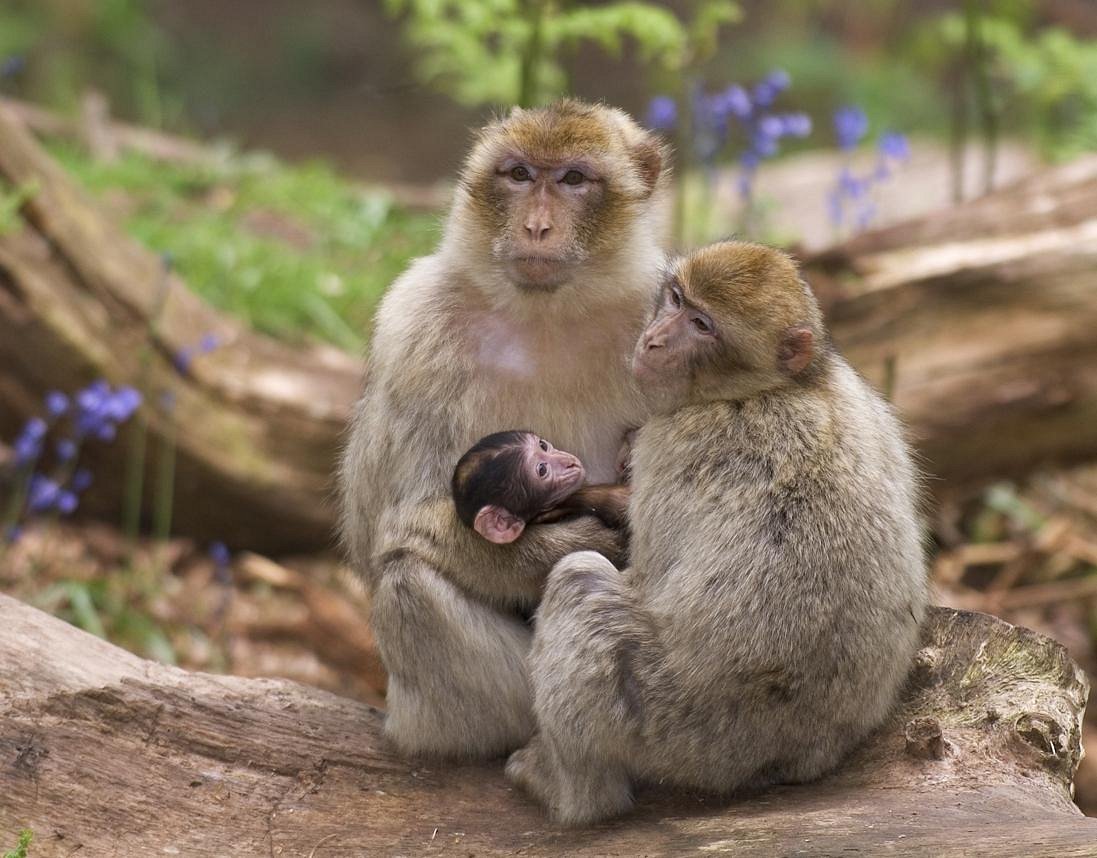 La Montagne des Singes - Sortir Grand Est