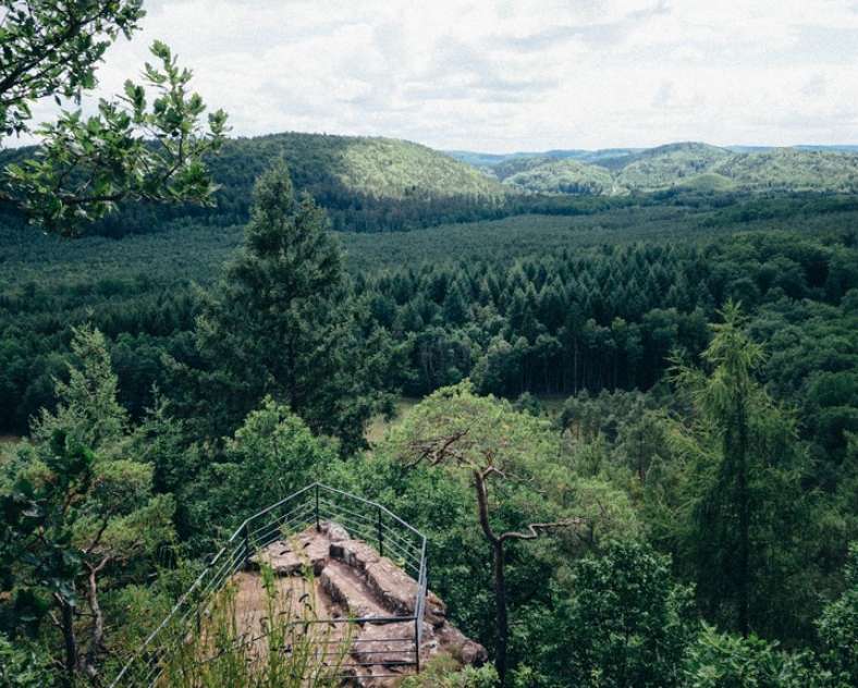 La Réserve naturelle nationale des Rochers et Tourbières du Pays de Bitche - Sortir Grand Est