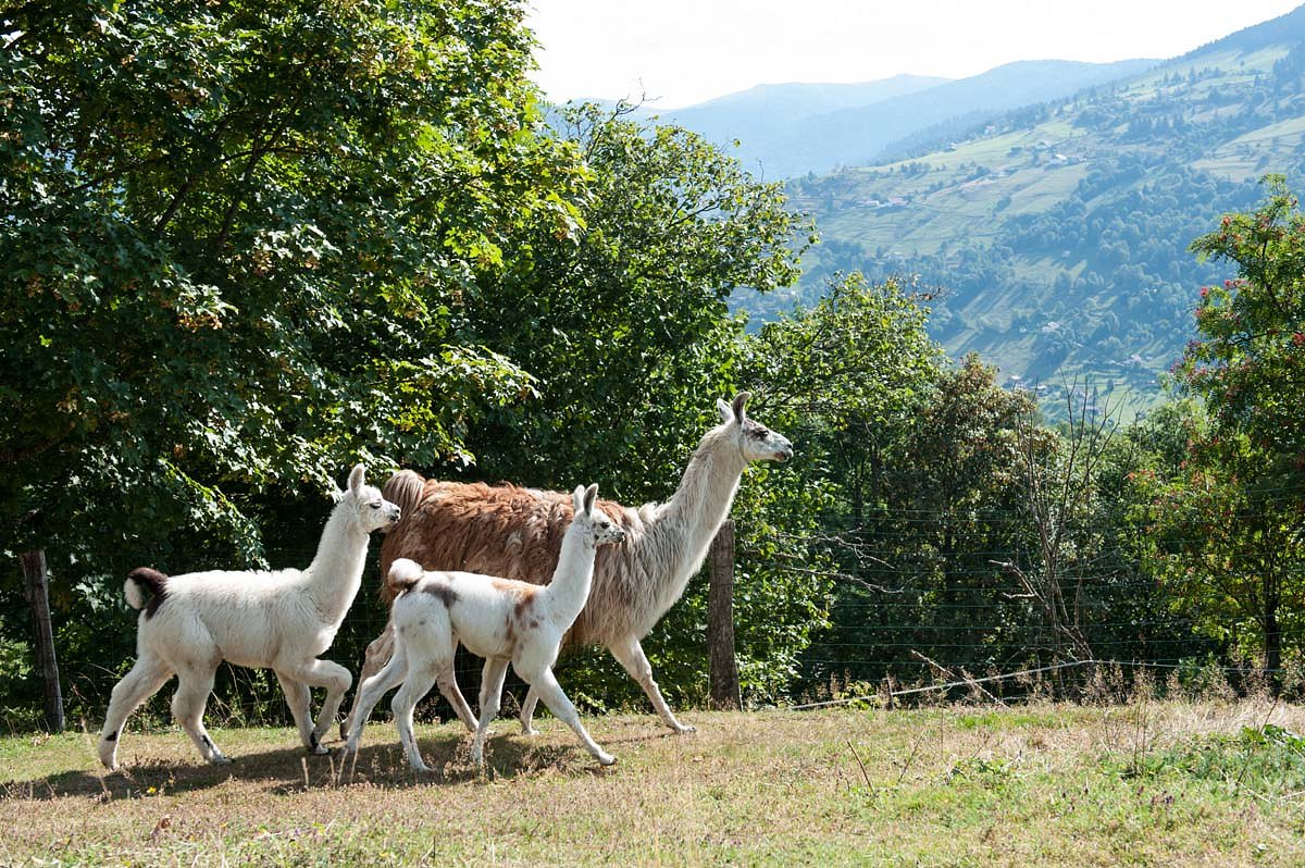 Montagne des Lamas, La Bresse - Sortir Vosges